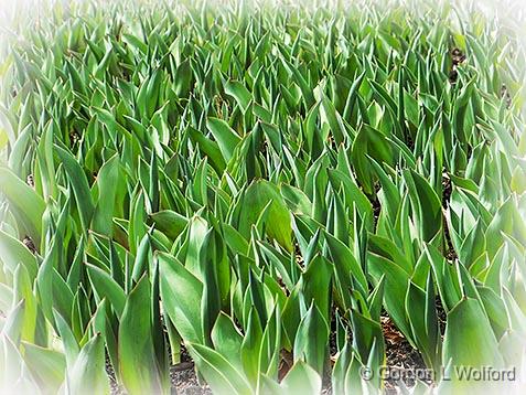 Soon To Bloom_DSCF01273.jpg - A Commissioners Park tulip bed a week before the start of the Canadian Tulip Festival. Photographed at Ottawa, Ontario, Canada.